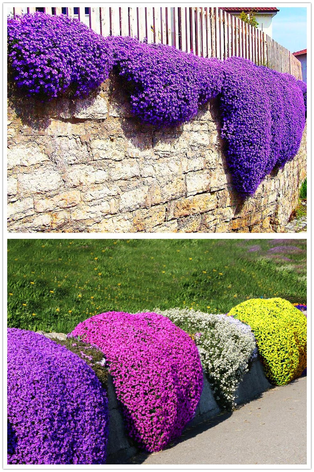 未開封レア！FT CHAMPS イングランド　ルーニー　12インチ（約30cm） Amazon.com : Buroifamily 1000 Pcs Seeds - Breckland Creeping Thyme